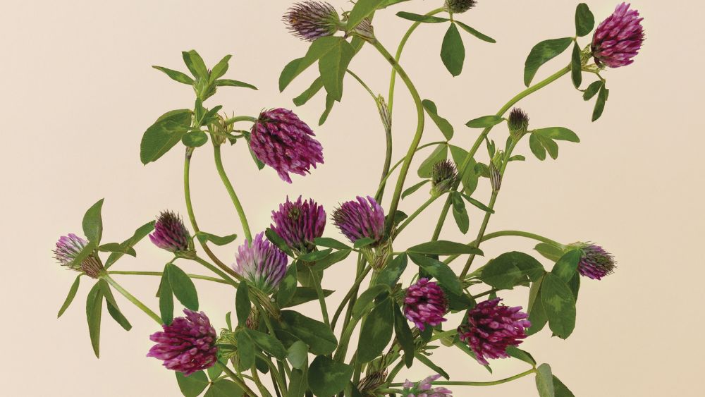 Alfalfa, natural Retinol-like ingredient in skin care